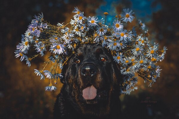 Portrait of a dog in white colors