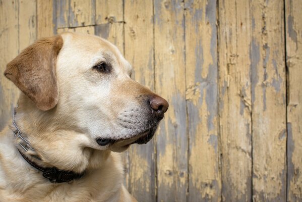 Der Hund wartet auf seinen Besitzer, wenn er nach der Arbeit rauskommt
