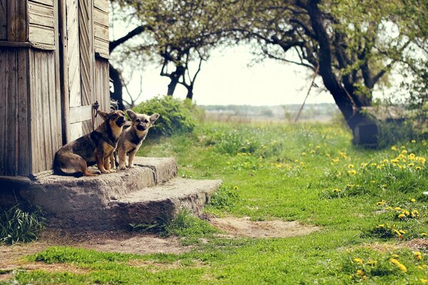 Due cani sedevano sul portico