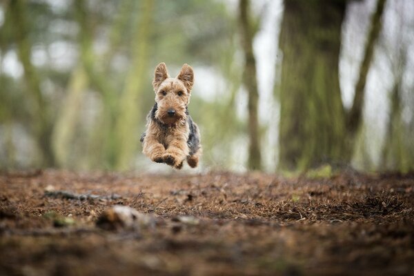 Chien au moment de sauter au-dessus du sol