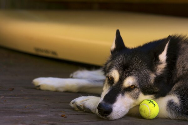 Hund neben dem Ball