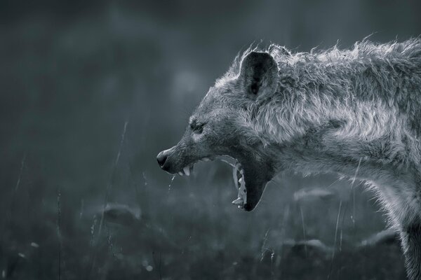 Teeth in the mouth of a hyena on a gray background