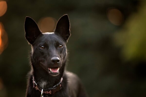 A black dog with an incredulous look