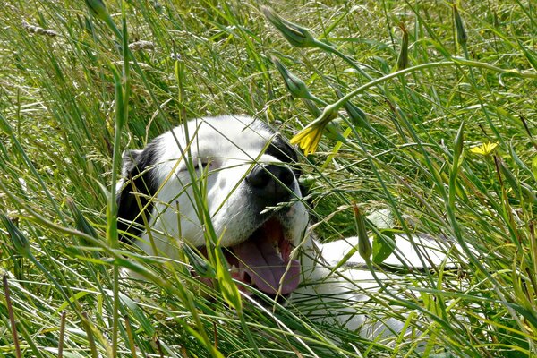 Il cane giace nella natura in estate