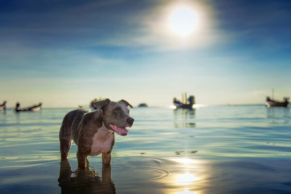 A dog swimming in the evening sea