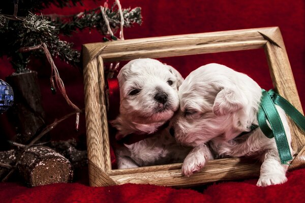 Two puppies in a picture frame for the new year