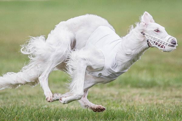 Corsa del cane, cane bianco
