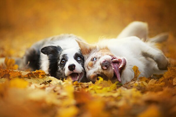 Deux chiens satisfaits sur les feuilles mortes