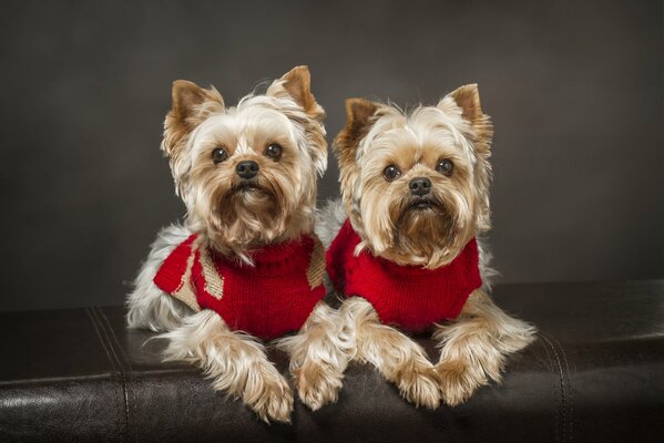 Gemelli Yorkies in maniche rosse