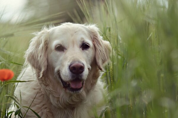 A white dog in a meadow and a flower