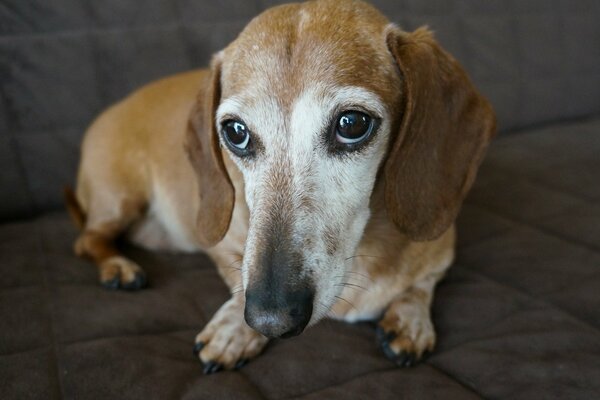 The dachshund s gaze touches the soul