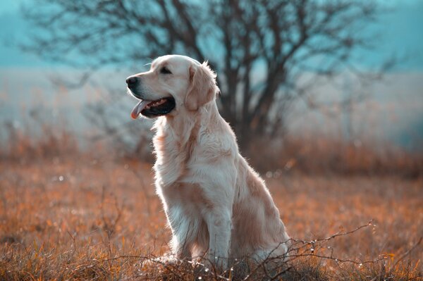 Labrador, der in die Ferne schaut