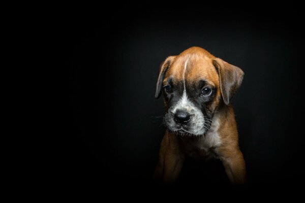 Piccolo cucciolo su sfondo nero