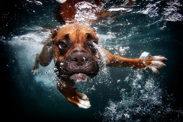 Le chien nage sous l eau et fait des bulles
