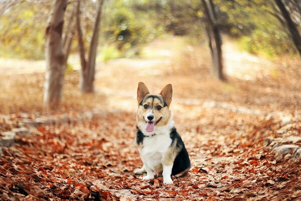 Süßer Corgi im Herbstwald