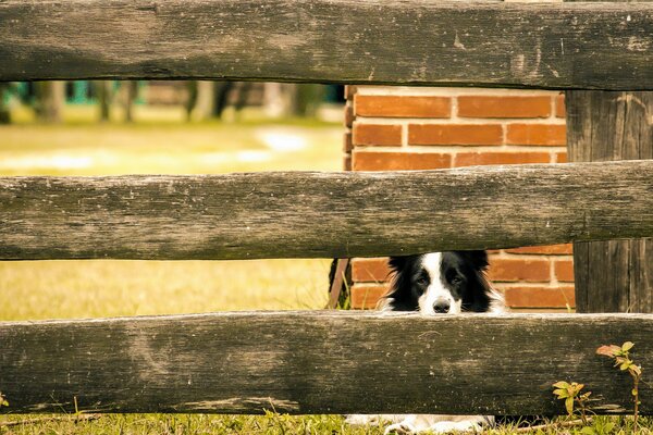 Black and white dog sitting at the fence