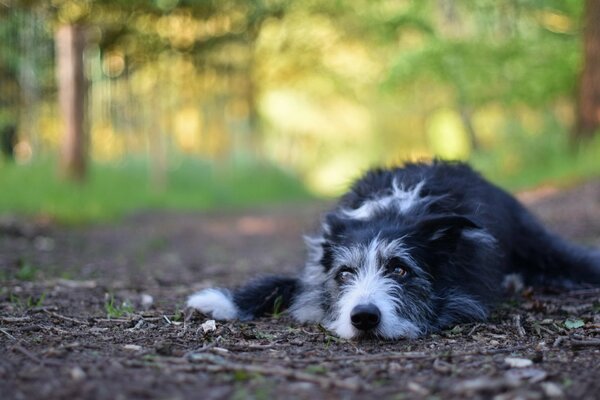 The most devoted look of a lying dog