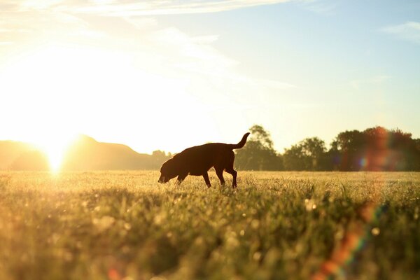 Cane che cammina sul campo mattutino