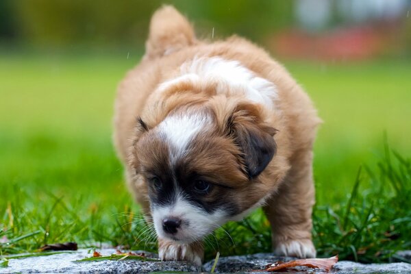 A fat brown puppy with a white muzzle