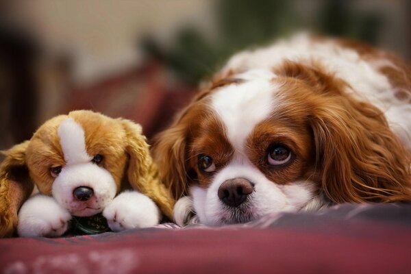Two identical cute little faces