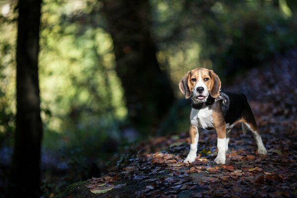 Pasear a tu perro por el parque de otoño