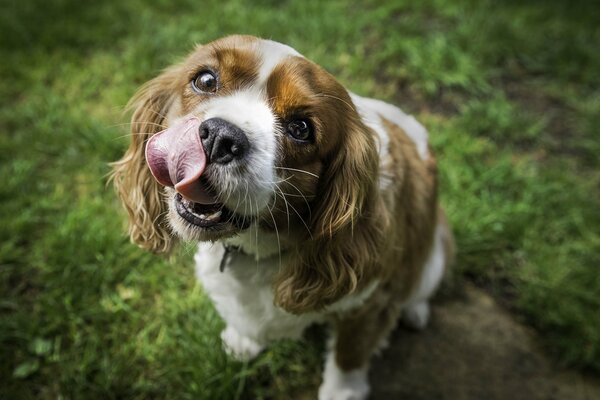 Cane divertente leccare mentre seduto sull erba