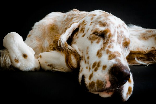 Spotted dog sleeping on the couch