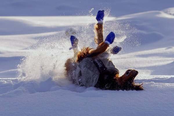 Doggy in scarpe sguazzare sulla neve