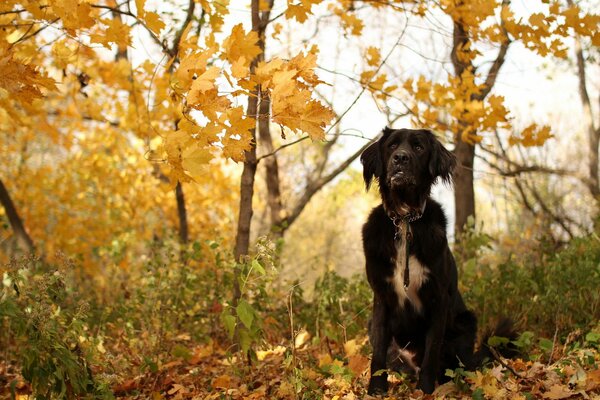 Cane nero seduto su foglie gialle