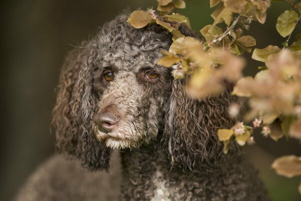 Ein Hund der Rasse Pudel mit Kariesaugen