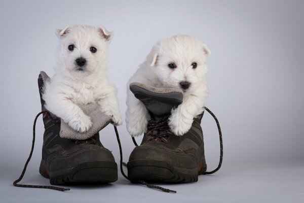 Linda foto de cachorros pequeños