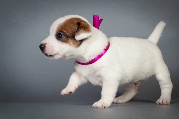 Chiot va sa maman lui sucer la chatte elle a faim