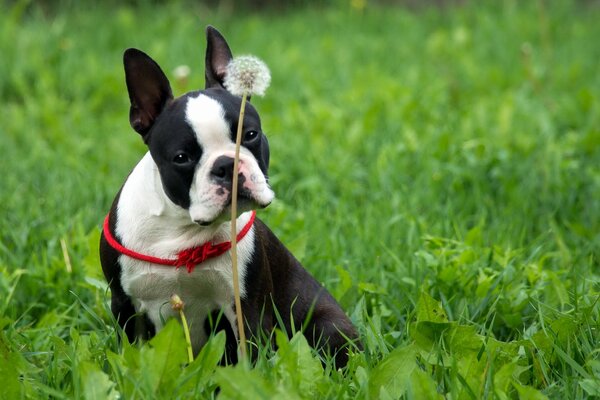 Ein Hund sitzt im Gras und zwei Löwenzahn