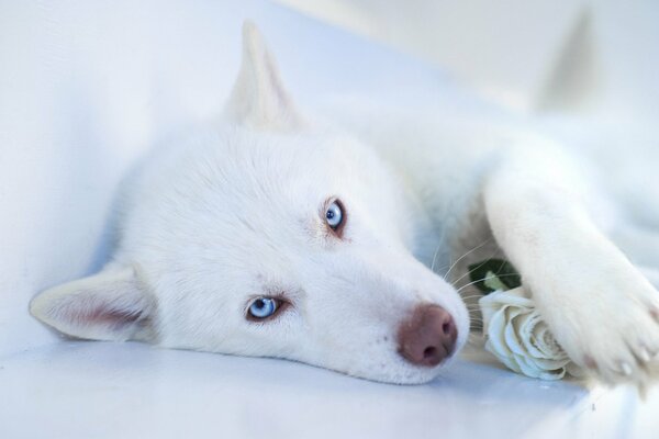 A white husky holds a rose in its paws
