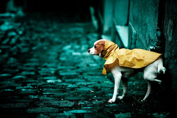 Chien blanc dans une veste de pluie orange