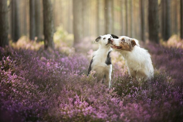 Perros amigos en el bosque