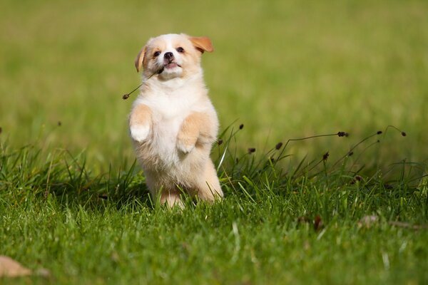 A cheerful puppy runs on the grass