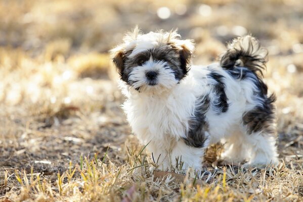 Lustiger, kudliger Hund, der mit Wolle bedeckt ist