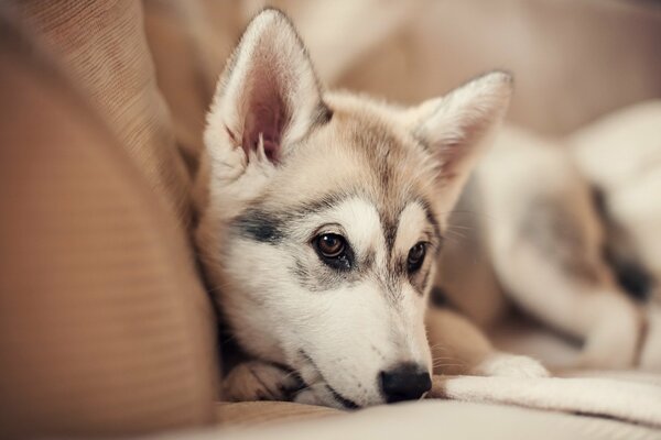 Cane pensieroso sul divano
