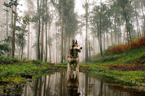 Chien debout dans une flaque d eau dans la forêt