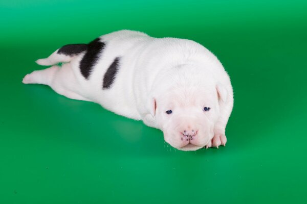 Amstaff puppy lying on a green background