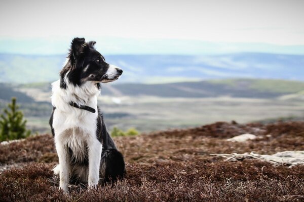 Chien regardant au loin du sommet de la montagne