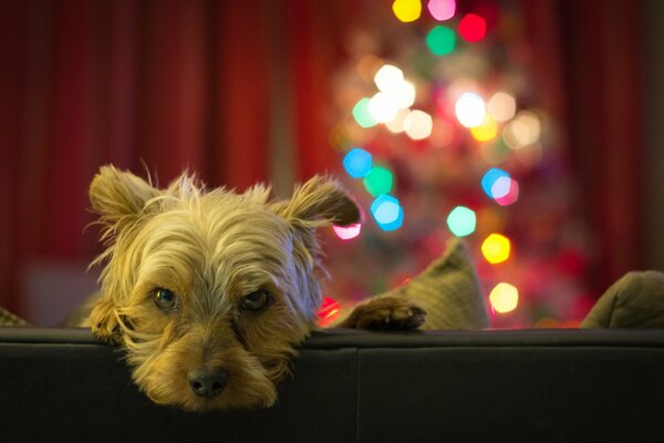Le regard dur d un chien Shaggy