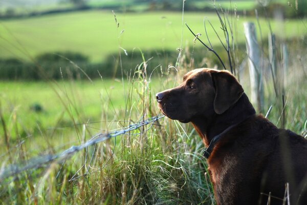 Labrador aspetta il suo proprietario al recinto