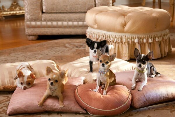 Petits Chihuahuas se trouvent sur des oreillers