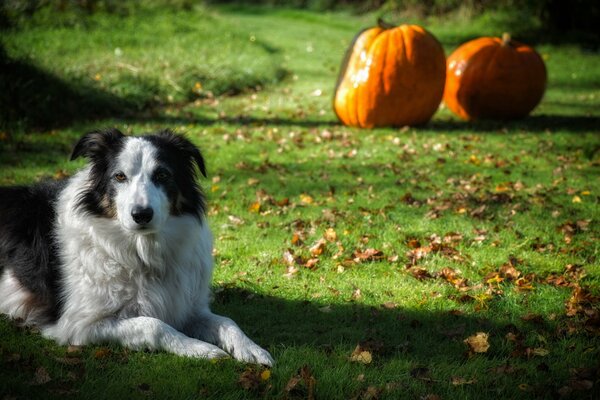 A dog s understanding look at a friend