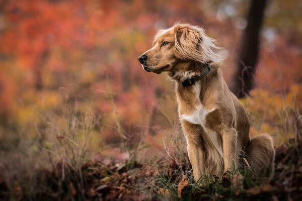 Cane nel fogliame autunnale