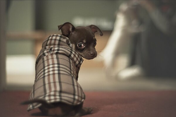 Petit chien avec un joli regard