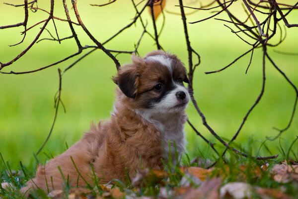 Cute ginger puppy on a green background