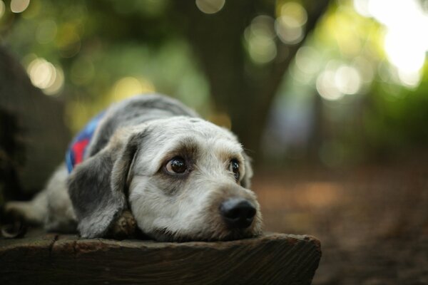 Le chien est allongé sur le banc en attendant le propriétaire